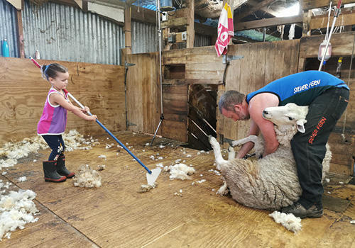 A small child helping her dad sweep wool off a shearing shed floor