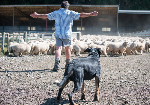 A sheepdog helping a farmer wound up sheep in a pen