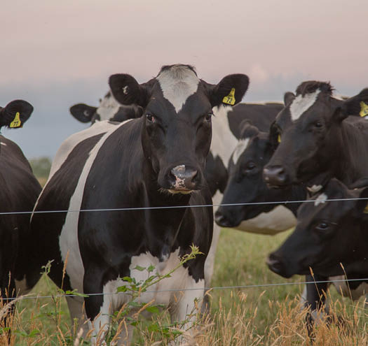 Holstein Friesian cows in a paddock