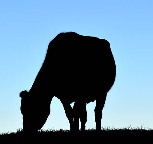 silhouette of cow on a hill