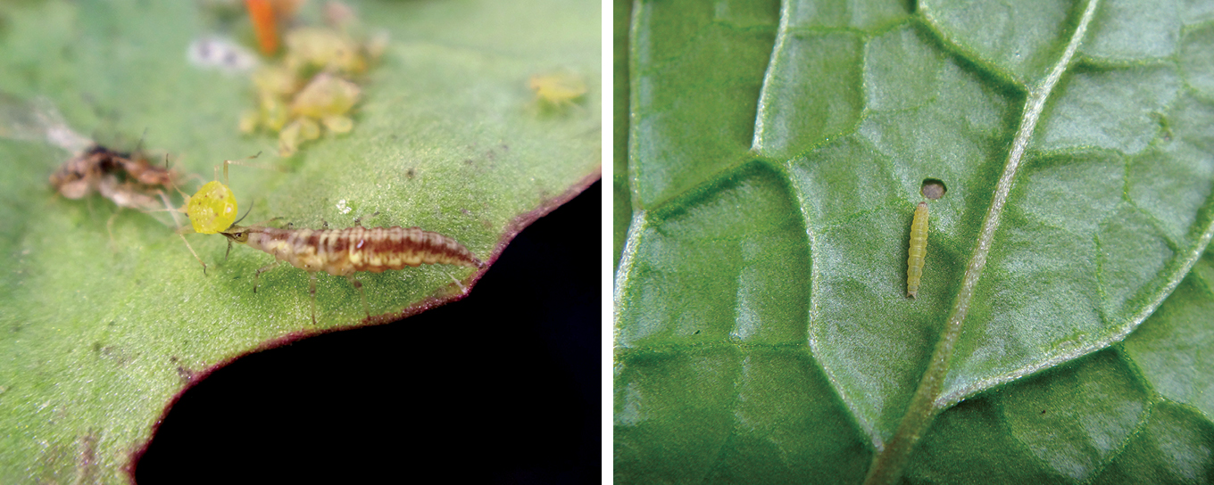 Insect Forage Insect control using IPM in forage brassicas | PGG Wrightson