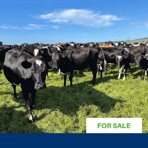 Kiwi X heifers