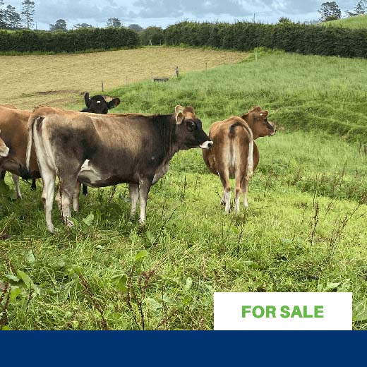 Crossbred heifers