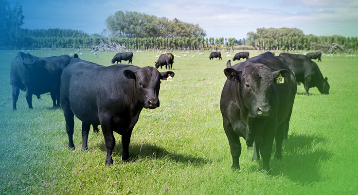 Angus Yearling Bulls PGG Wrightson