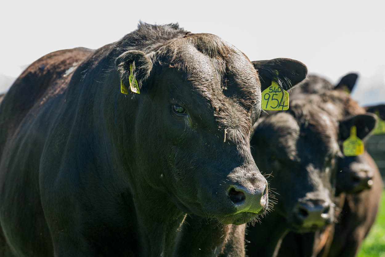 Close-up photo of Angus bulls