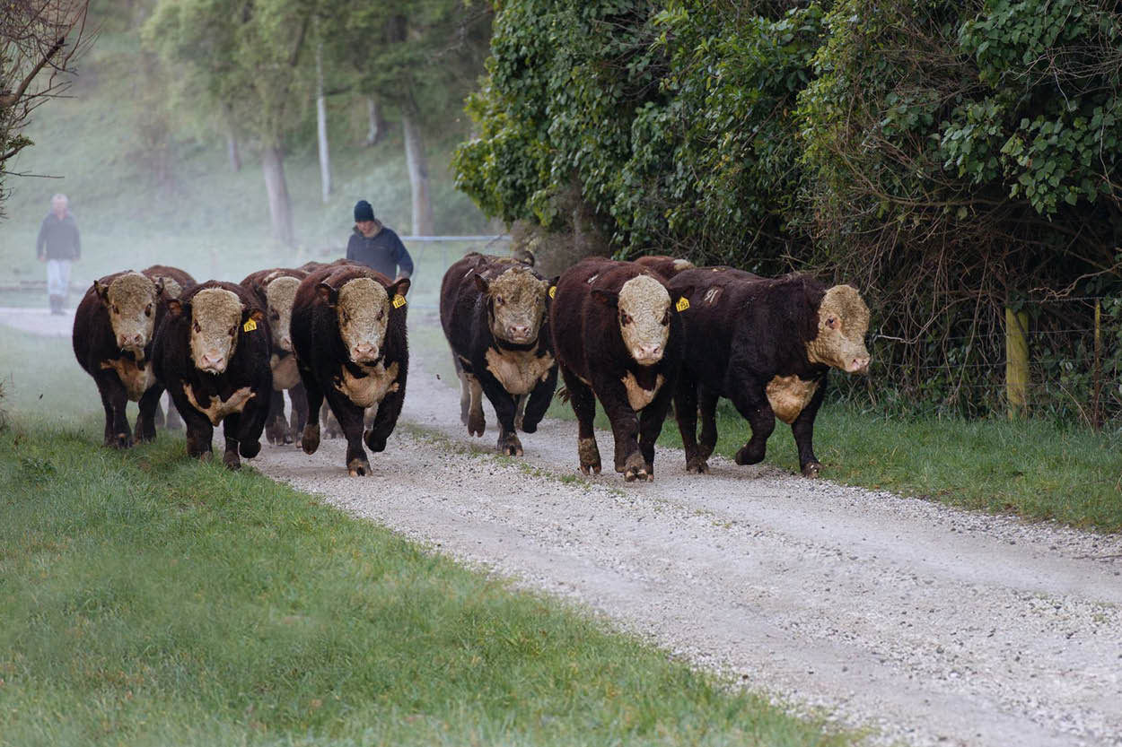 A mob of bulls being herded down a race.