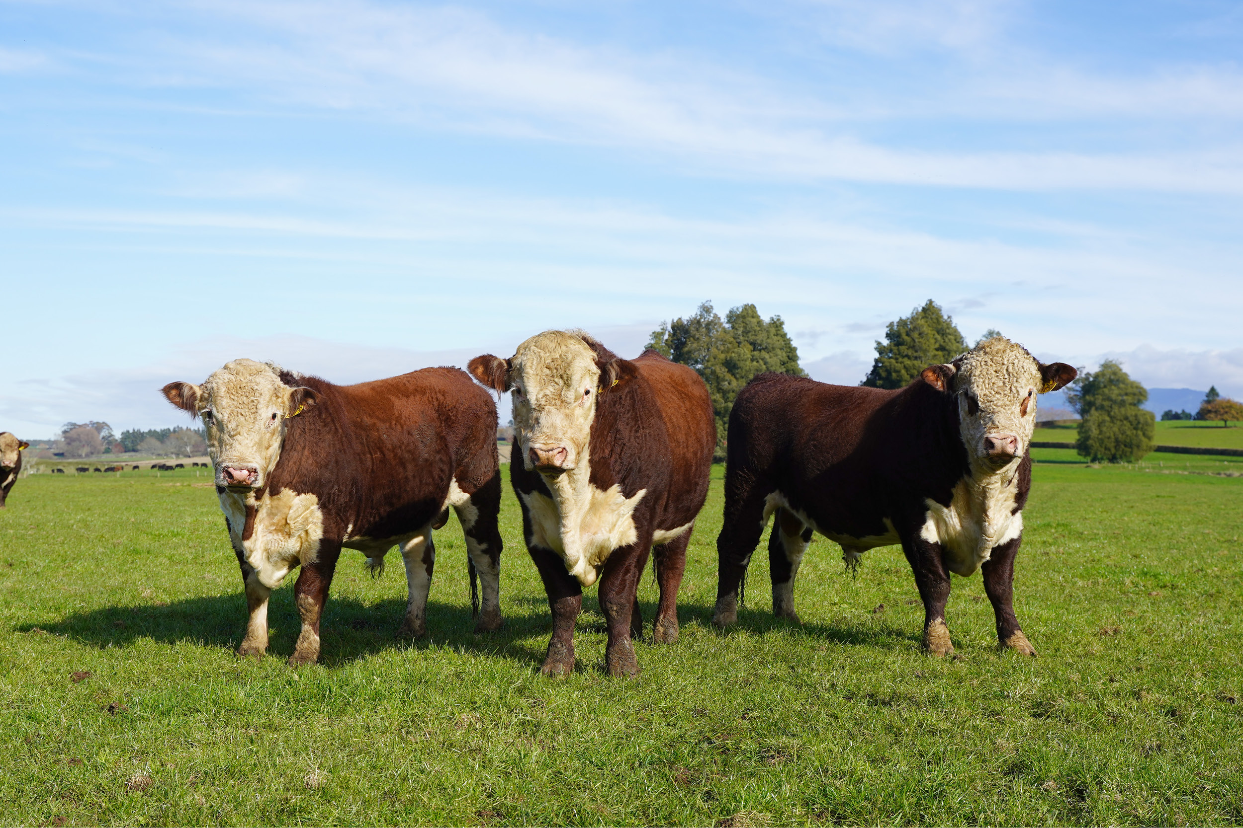 Three Hereford bulls standing in a paddock