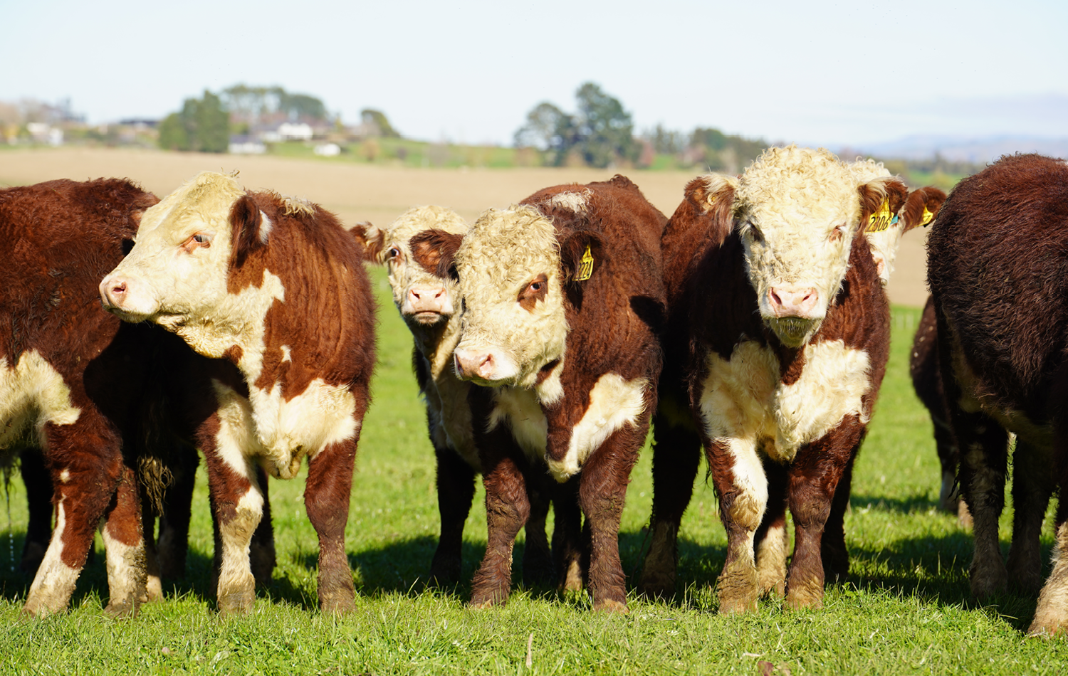 Angus Yearling Bulls PGG Wrightson