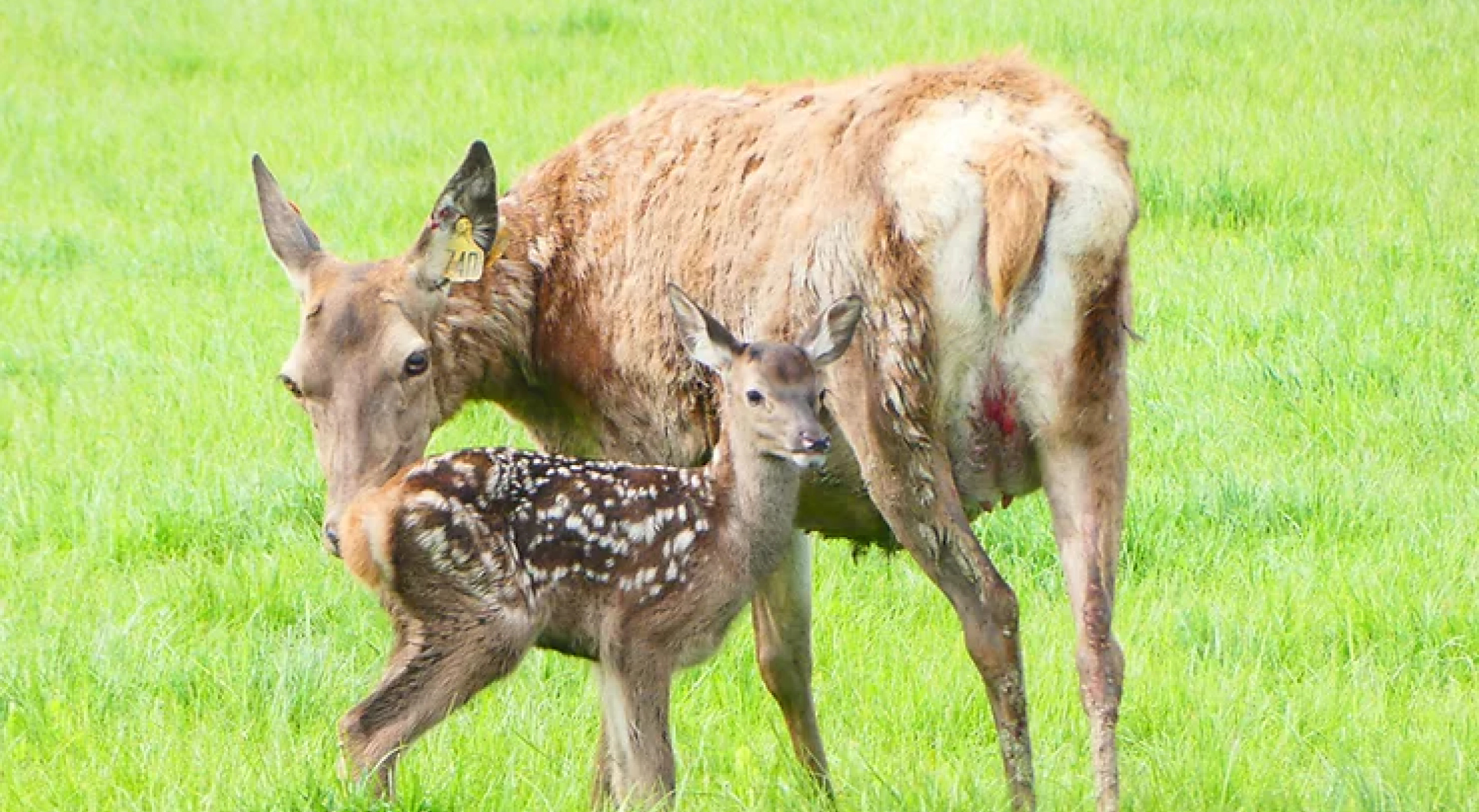Velveting hinds in demand online | PGG Wrightson