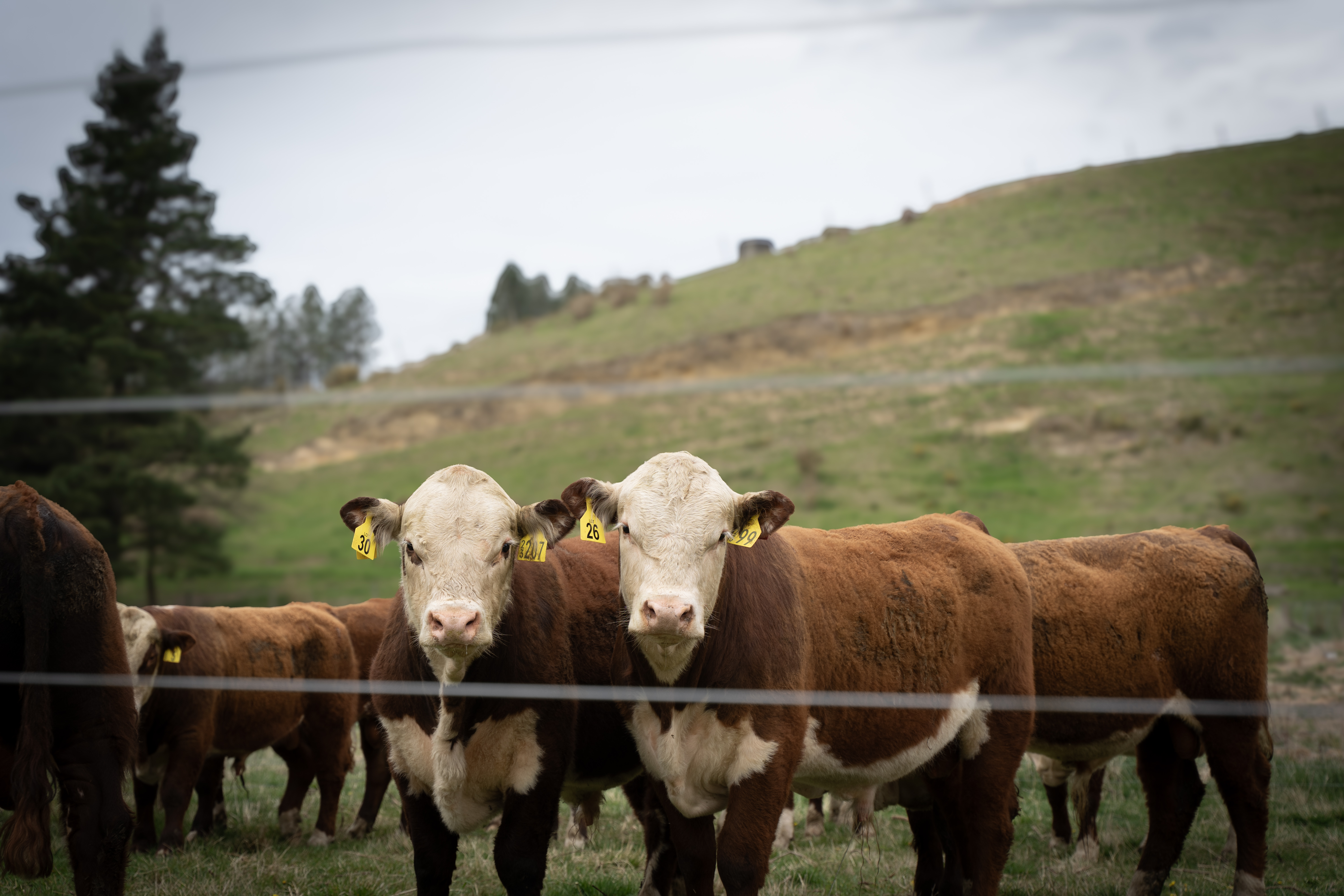 Angus Yearling Bulls PGG Wrightson