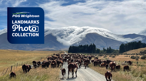 LandMarks Photo Collection – rural New Zealand farming scene, PGG Wrightson photography competition