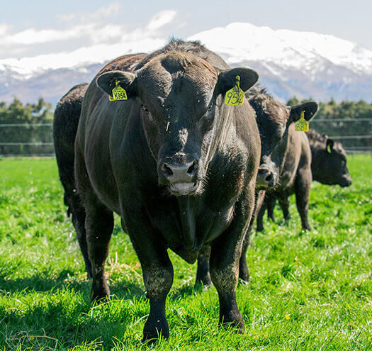 Bull in Paddock