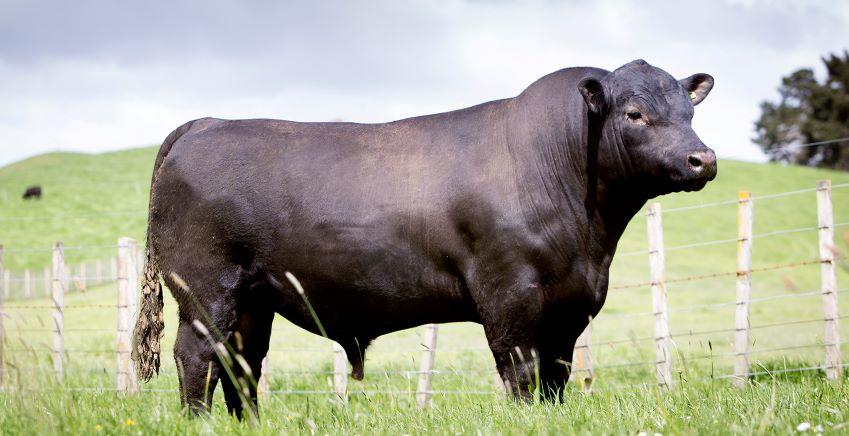 Premium Angus Bull Semen for Sale