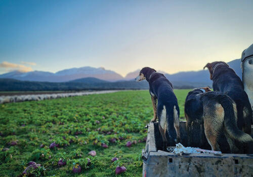 Three farm dogs on the back of a ute looking out over a green field with mountains in the distance and a clear blue sky