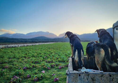 Three  farm dogs on the back of a ute looking out over a green field with mountains in the distance and a clear blue sky 