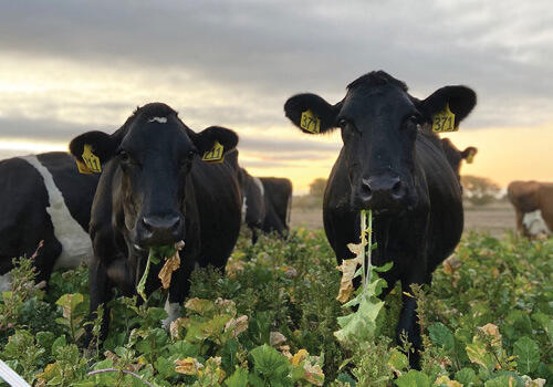 Two dairy cows standing together munching green leaves