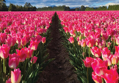 A bright pink field of flowering tulips