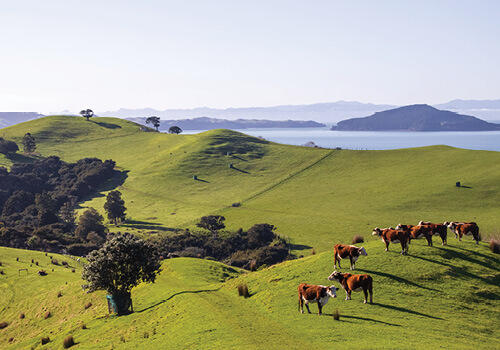 Brown cows on a hill with long shadows and sea and and island in the distance