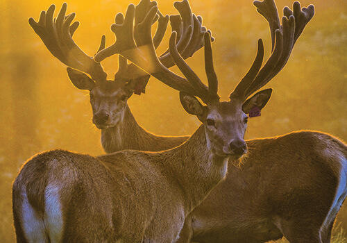 Two deer with large antlers bathed in the glow of sunset