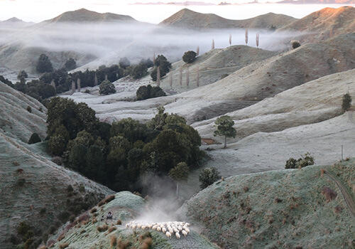 A valley bathed in frost with a flock of sheep ascending a hill with steam rising off them