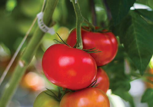 Ripe red tomatoes on a vine