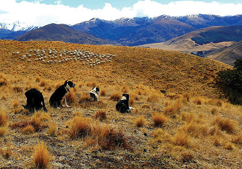 Four dogs on a hill with sheep and snowy mountains in the background