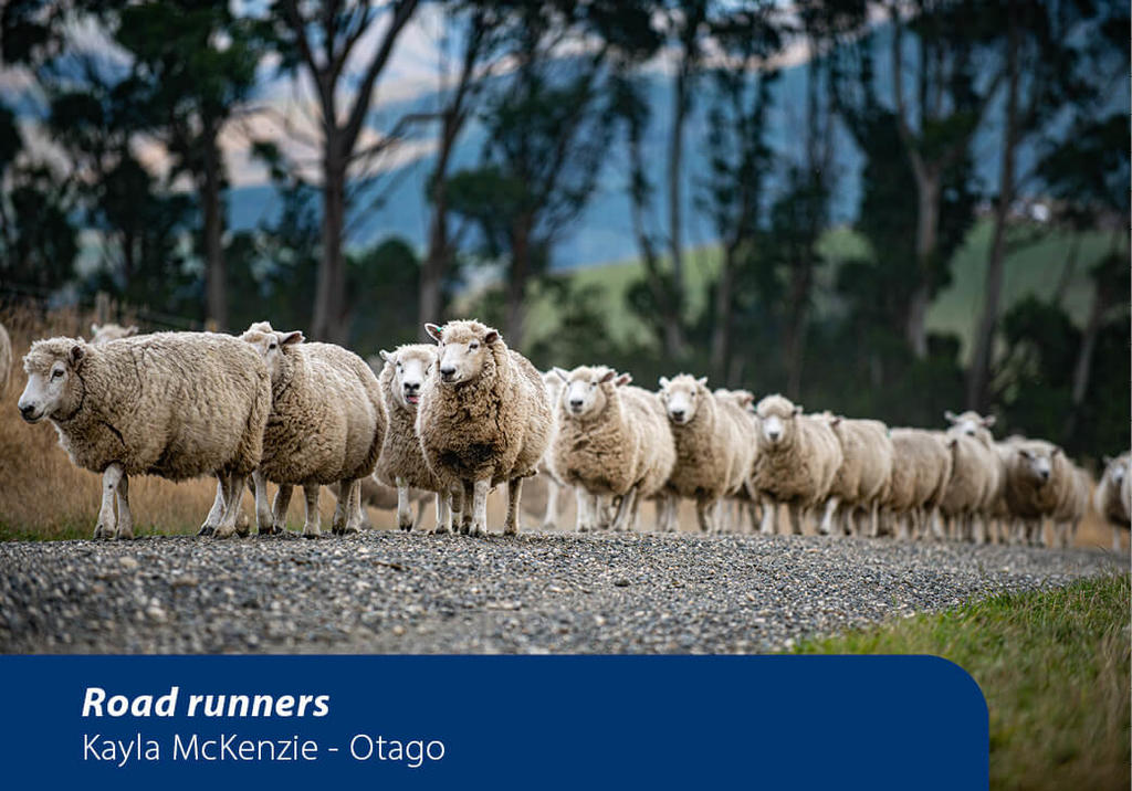 Sheep walking on a road