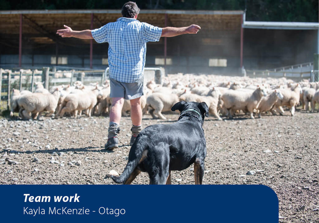 A farmer and dog herding sheep