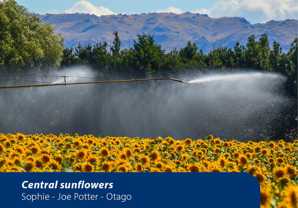 Sunflower irrigation
