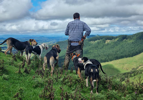 A farmer surveying farmland atop a hill surrounded by sheepdogs