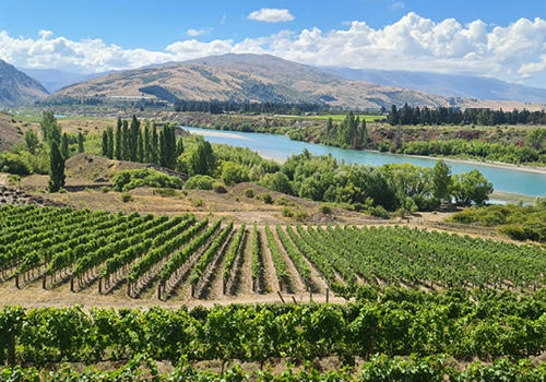 A vineyard with a river in the background