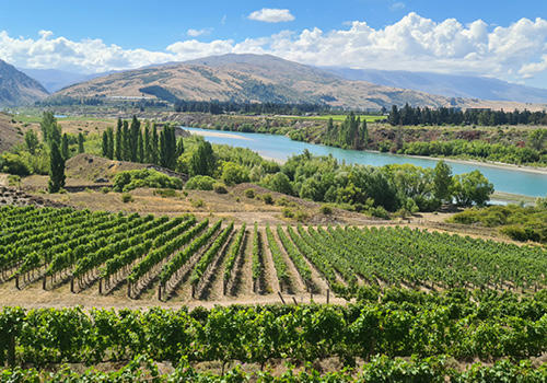 A vineyard with a river in the background