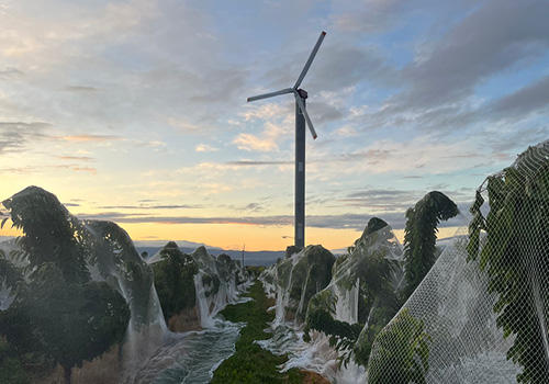 An orchard of cherries with a frost fan in the background