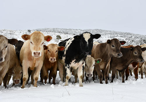 A lineup of caramel, back and white cows in the snow