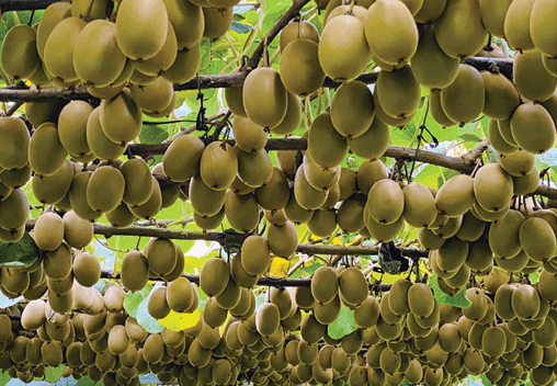 A kiwifuit canopy