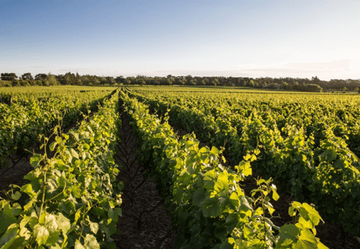 Rows of vines at a vineyard