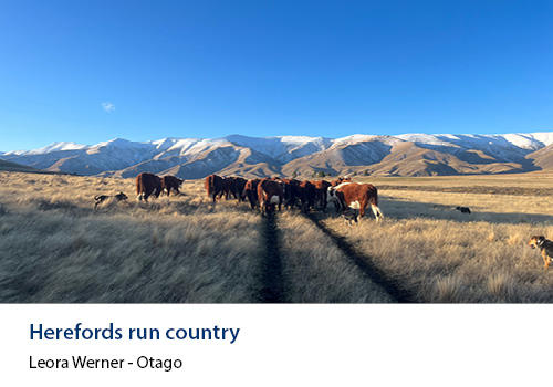 Cattle in a frosty field with mountains in the background