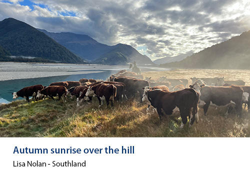 Cattle near a river with mountains in the background