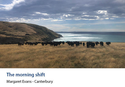 Cattle on a hilltop with sea in the background