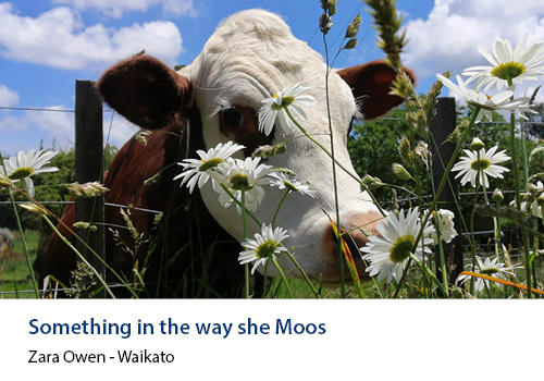 A close up of a dairy cow sniffing daisies