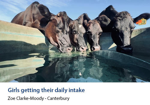 Black cattle drinking clear water from a trough