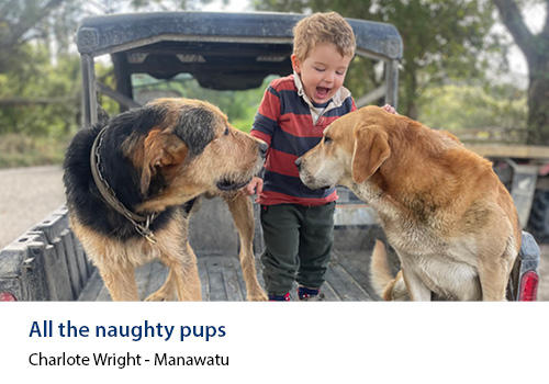 A smiling child in a ute with 2 farm dogs