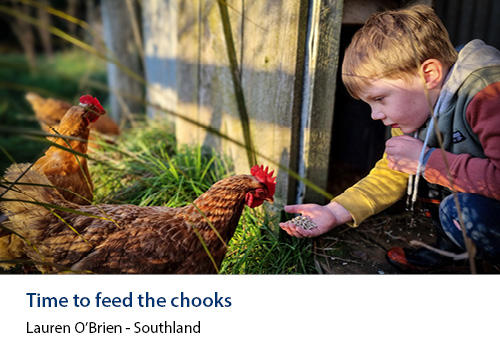 A young boy feeding chickens by hand