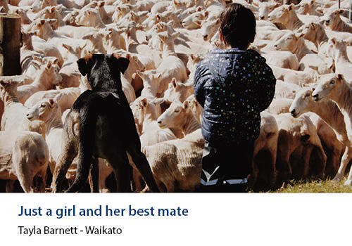 A young girl and her dog watching sheep