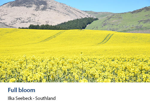 A field of canola flowers with hills in the background