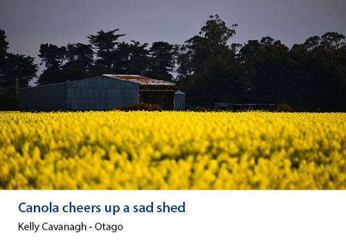 A yellow field of canola flowers with an old shed in the background