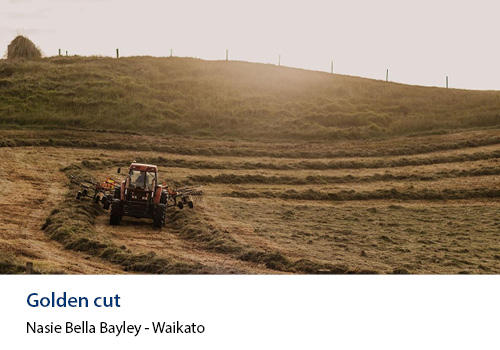 A dusky field with a tractor cutting crops in rows