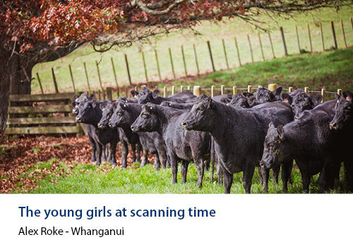 Black cattle in a field