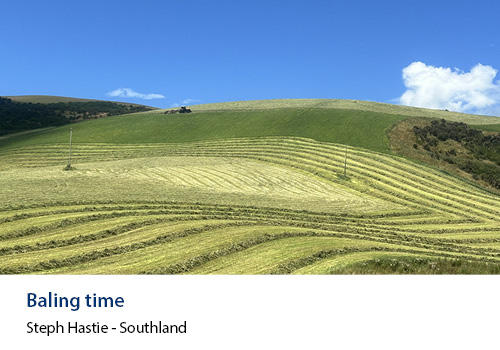 A hill field of crop rows with blue sky in the background