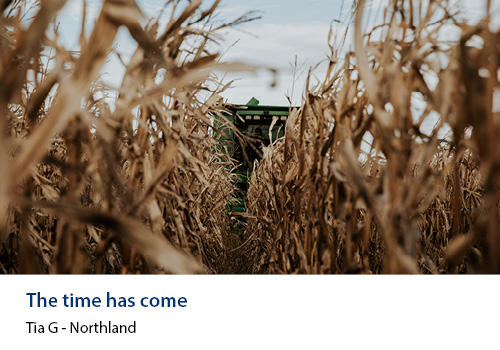 A tractor just visible behind rows of grain